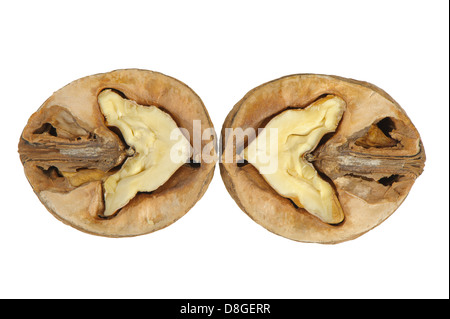 Split-Nussbaum Stockfoto