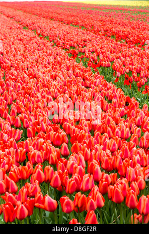 Tulpenfelder in der Nähe von Keukenhof, Lisse, Niederlande. Stockfoto