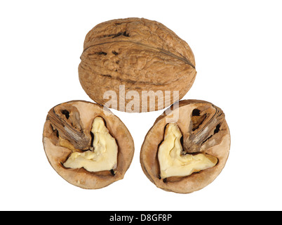 Split-Nussbaum Stockfoto