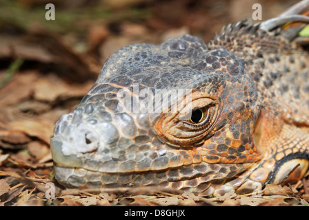 Eidechse Stockfoto