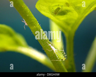 Dieses Stockfoto zeigt eine Nahaufnahme von Blattläusen, kleinen Insekten, die häufig auf Pflanzen vorkommen. Das Bild hebt ihre Besonderheiten hervor, wie ihre weichen Körper und Antennen, die für die Fütterung von pflanzensaft entscheidend sind. Stockfoto
