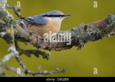 Eurasische Kleiber Stockfoto