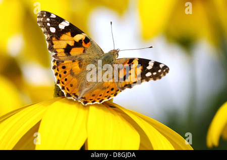 Distelfalter Stockfoto