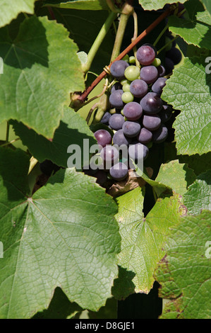 rote Trauben Stockfoto