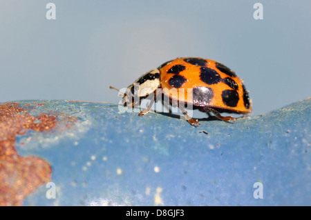 Lady Bug Stockfoto