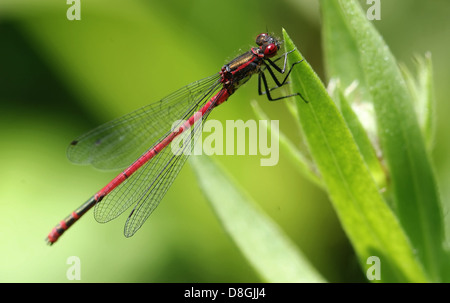 Libelle Stockfoto