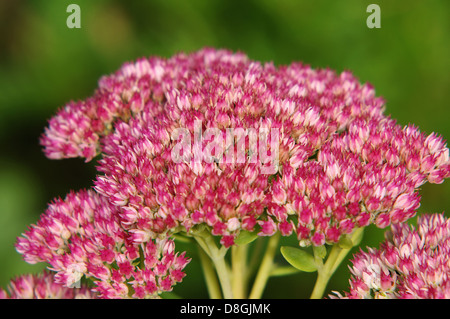 Mauerpfeffer Stockfoto