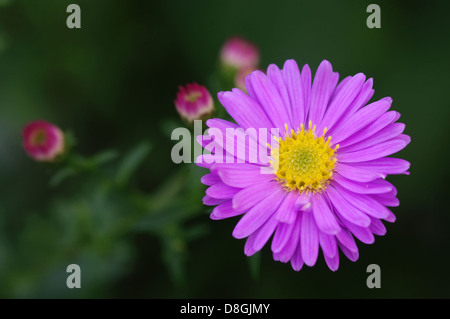 Kissen-Aster Stockfoto