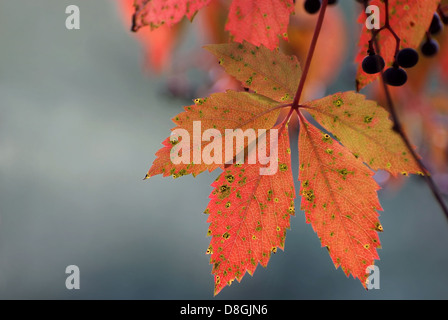 Blätter im Herbst Stockfoto