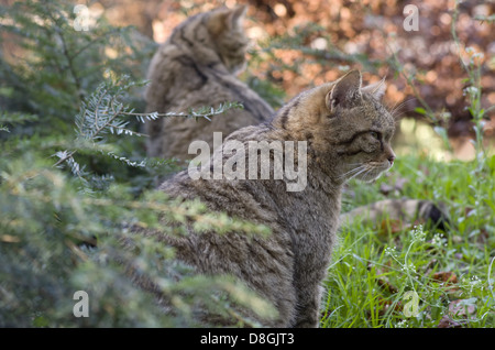 wilde Katzen Stockfoto