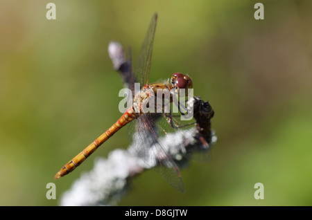 Sympetrum auf einem Ast Stockfoto