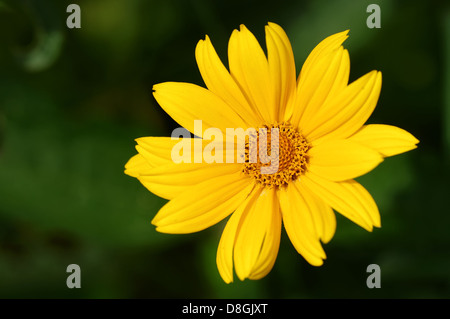 Glatte Oxeye, falsche Sonnenblume, Oxeye, Stockfoto