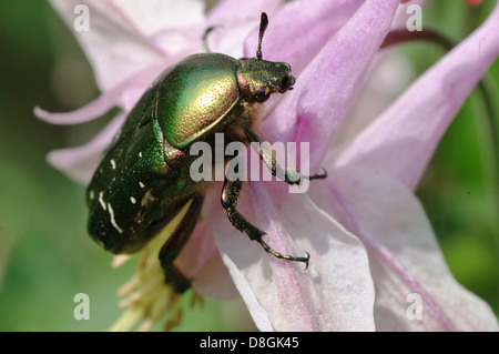 Rose Chafer Käfer Stockfoto