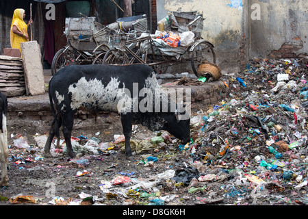 Kuh Essen Müll in Varanasi, Indien Stockfoto