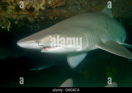 Grauer Ammenhai, Carcharias Taurus, im Magic Point, Maroubra, New-South.Wales, Australien. Stockfoto