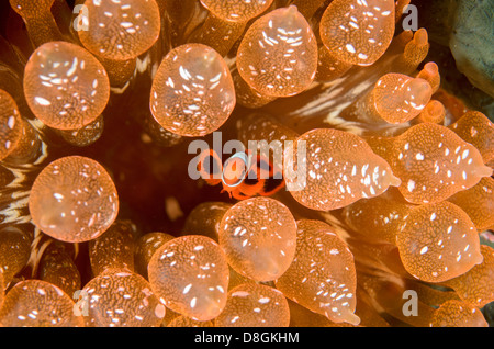 Juvenile Wirbelsäule ckig Anemonenfische, Premnas Biaculeatus in Bubble-Tip Anemone Entacmaea Quadricolor. Stockfoto