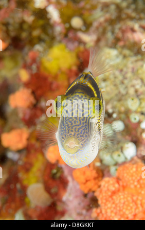 Mimic Filefish, Paraluteres prionurus bei Four Kings, in der Nähe von Misool Island, West Papua, Indonesien.