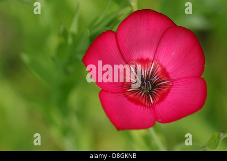 roter Lein Stockfoto