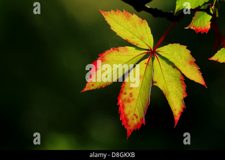 Parthenocissus quinquefolia Stockfoto