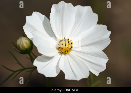 Einer Stockfoto