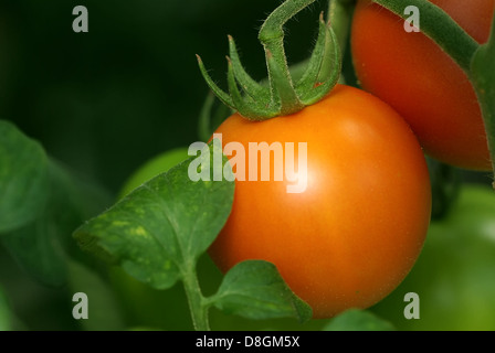 Tomaten im Gewächshaus Stockfoto