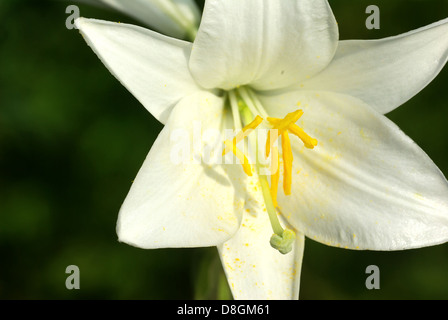 Lilium candidum Stockfoto