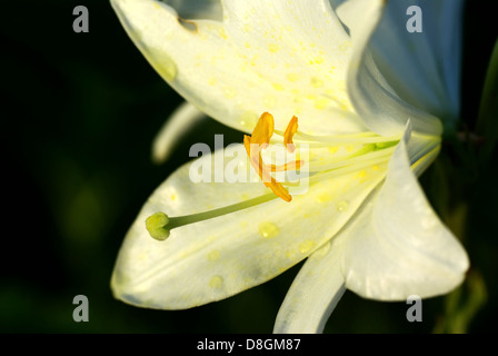 Lilium candidum Stockfoto