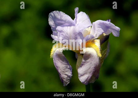 Iris germanica Stockfoto