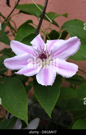 Clematis Stockfoto