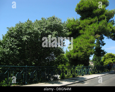 Blick auf große, grüne Bäume, die einen dichten Wald oder Park darstellen. Die Bäume sind hoch und voller Laub, was zu der üppigen grünen Landschaft beiträgt. Stockfoto