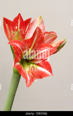 Amaryllis Stockfoto