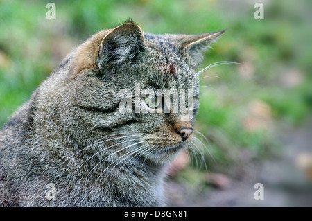 Europäische Wildkatze Stockfoto