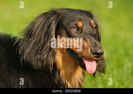 Langhaar Dackel Stockfoto