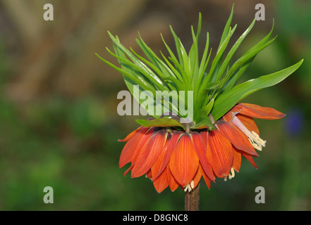 Fritillaria Imperialis, Kaiserkrone Stockfoto