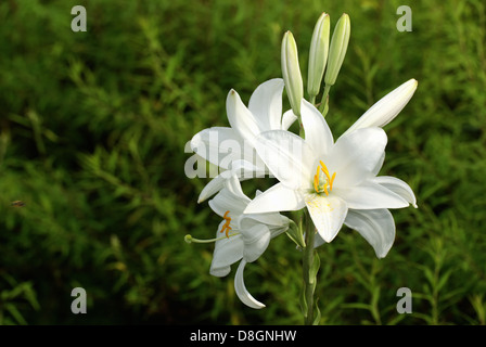 Lilium candidum Stockfoto