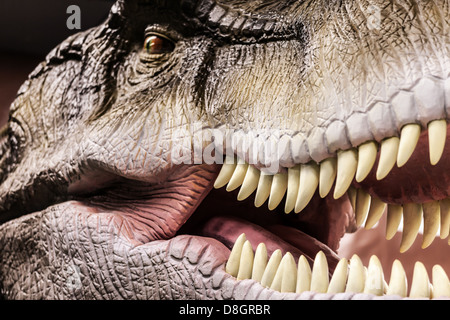 Zeigt den toothy Mund Tyrannosaurus Stockfoto