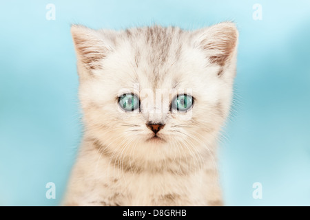 Kleine britische inländische Silber Tabby Katze Stockfoto