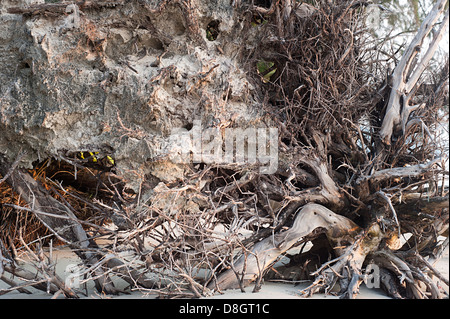 Wurzeln einer gefallenen Palme am Strand in Thailand Stockfoto