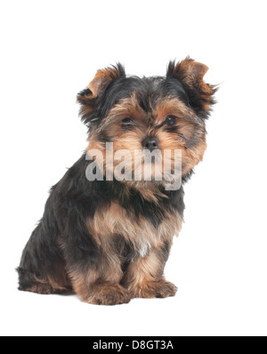 Lustige Welpen der Yorkshire-Terrier sitzt auf weißem Hintergrund Stockfoto