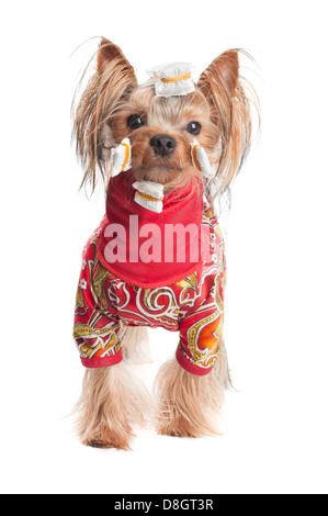 Yorkshire Terrier in Packpapier und Jacke auf weiß Stockfoto