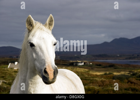 Connemara Pony, Irland Stockfoto