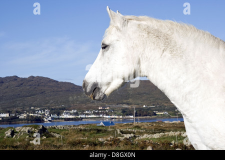 Connemara Pony, Irland Stockfoto