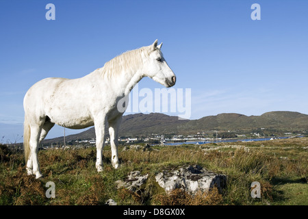 Connemara Pony, Irland Stockfoto