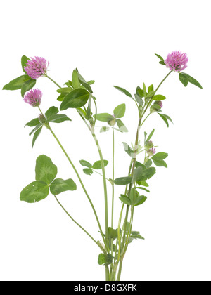 Rotklee (Trifolium Pratense) auf weißem Hintergrund Stockfoto