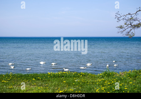 Höckerschwäne von der Ostseeküste im Frühling. Von der Insel Öland in Schweden. Stockfoto