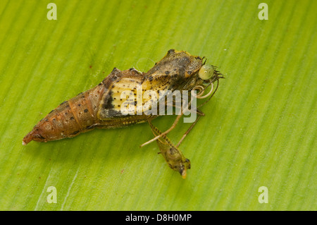 Großen weißen Schmetterling Chrysalis entstehende Stockfoto