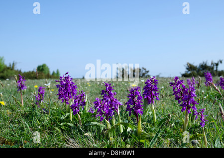 Gruppe von frühen lila Orchideen und ein wolkenloser blauer Himmel auf der Insel Öland in Schweden. Stockfoto