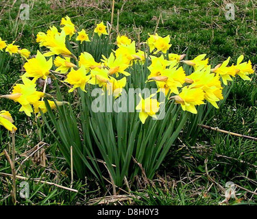 Narzissen in voller Blüte, die im Frühjahr ihre hellgelben Blüten zeigen. Diese ausdauernden Blüten gehören zu den ersten, die blühen, was die Ankunft der neuen Saison signalisiert. Stockfoto