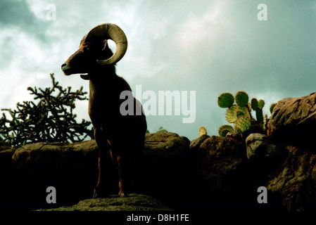 Wüste Bighorn Schafe in Dämmerung. Stockfoto