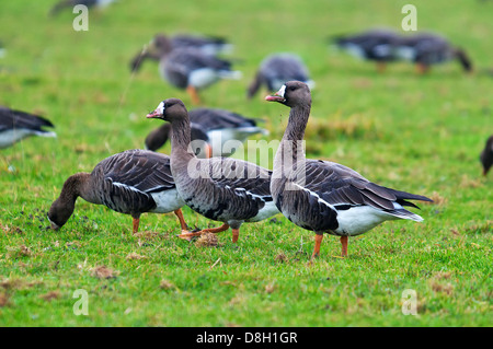 Gruppe von größere White-Fronted-Gänse in Wiesen am Niederrhein. Artengruppen bin Niederrhein. Stockfoto